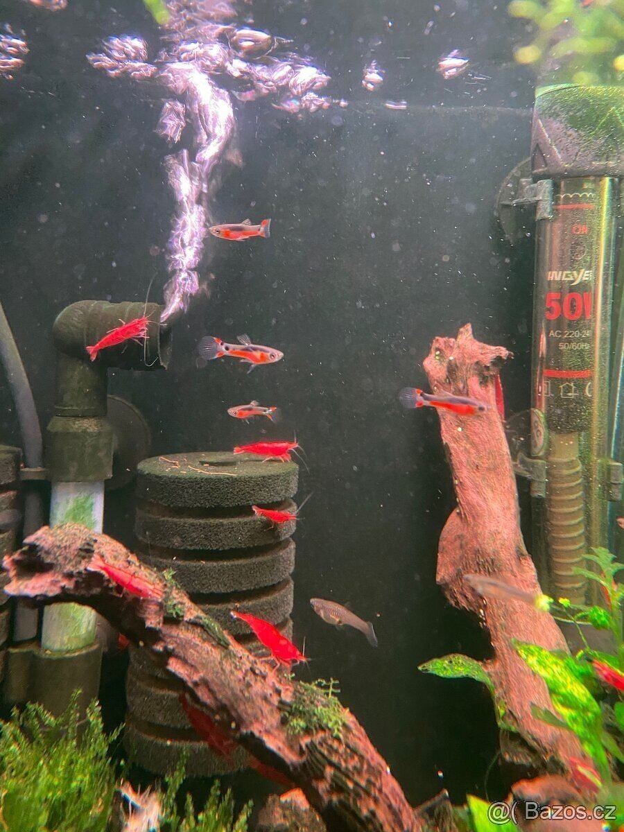 Živorodka Endlerova – Santa Maria - 3