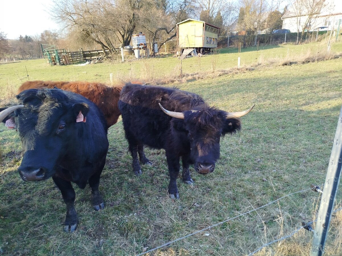 Kráva highland - 3
