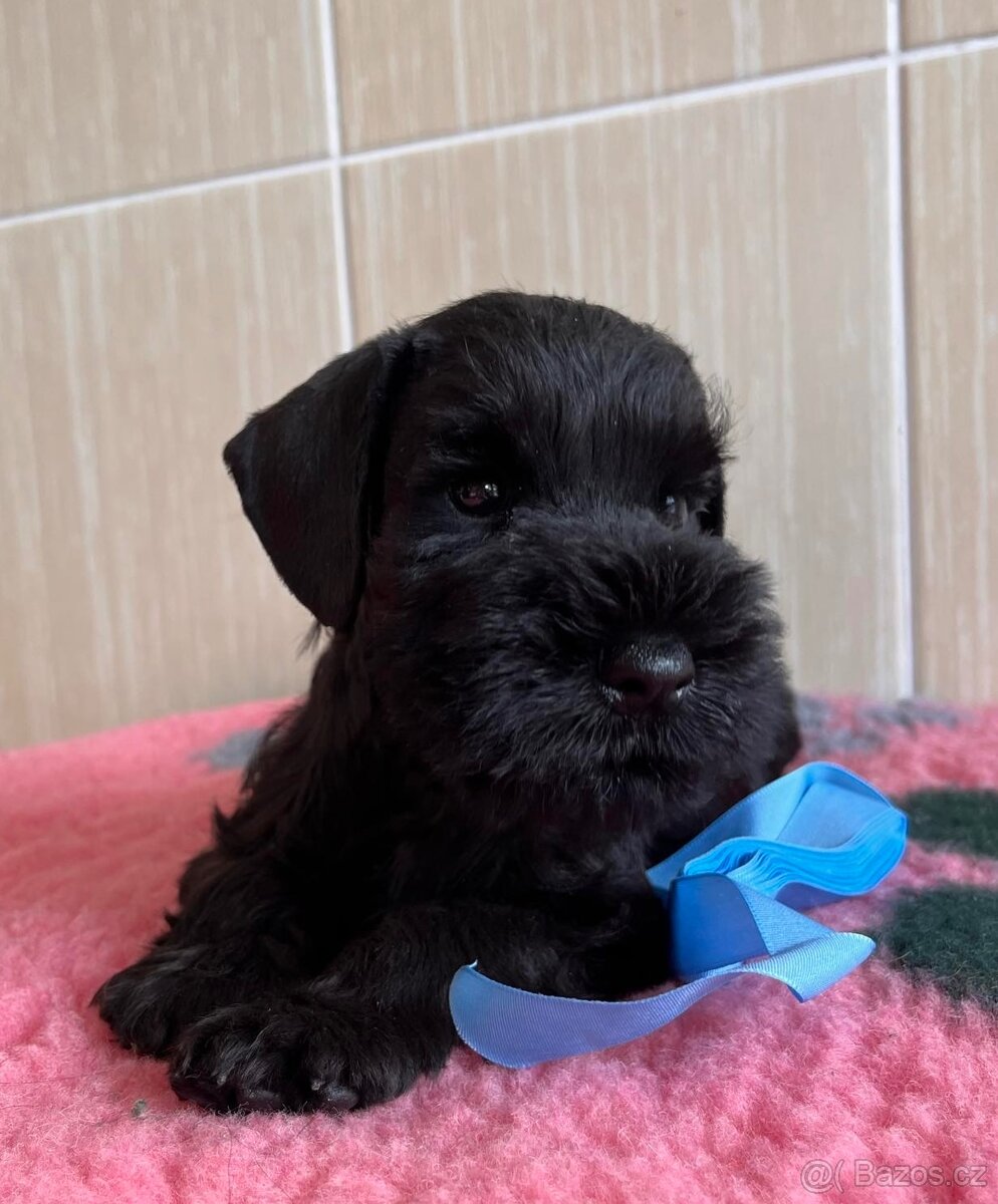 Knírač malý černý - 3