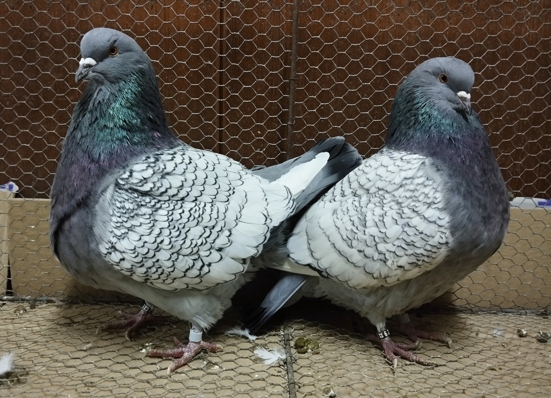 Holub Polský rys - 3