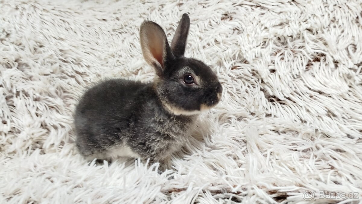 Zakrslý králík, králíček -(REX)-DAISY - 3