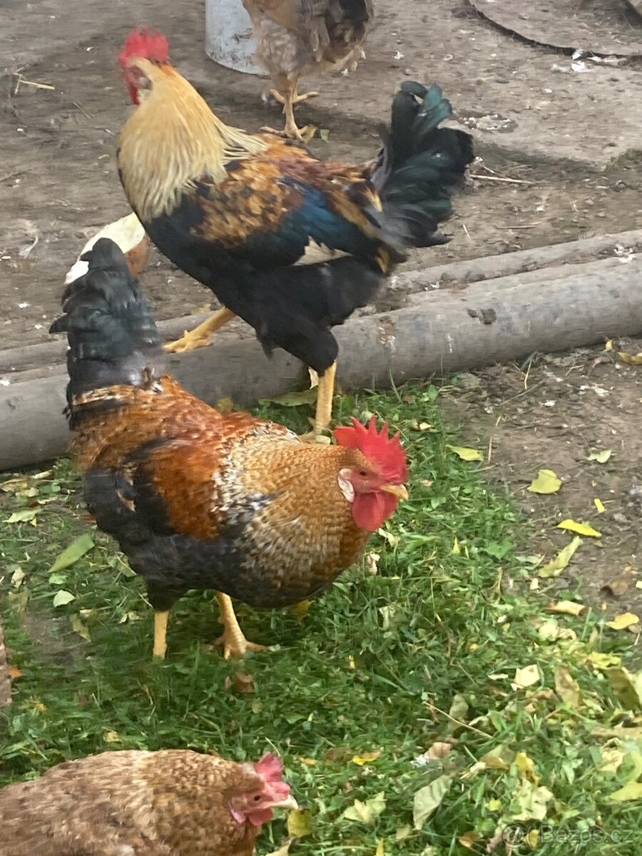 Prodám kohouta - 3