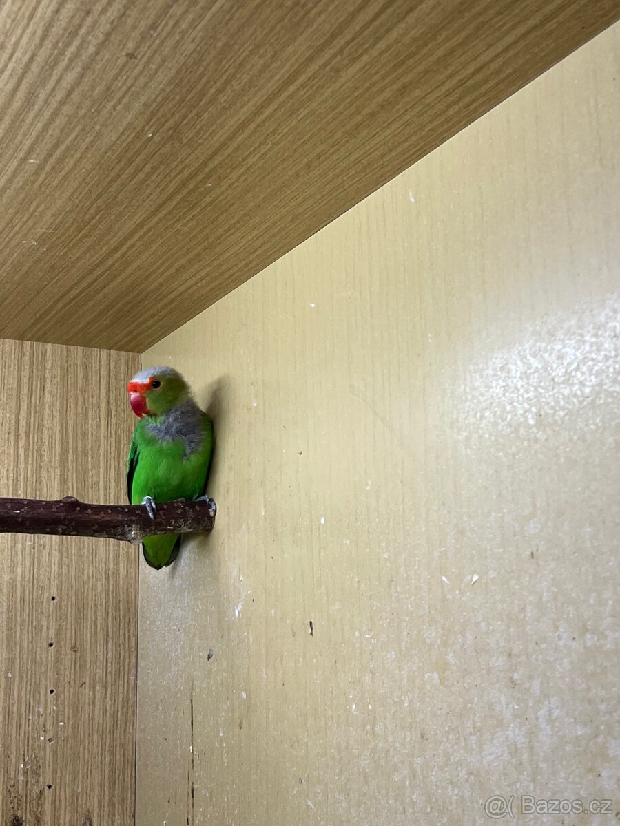 agapornis etiopský - 3