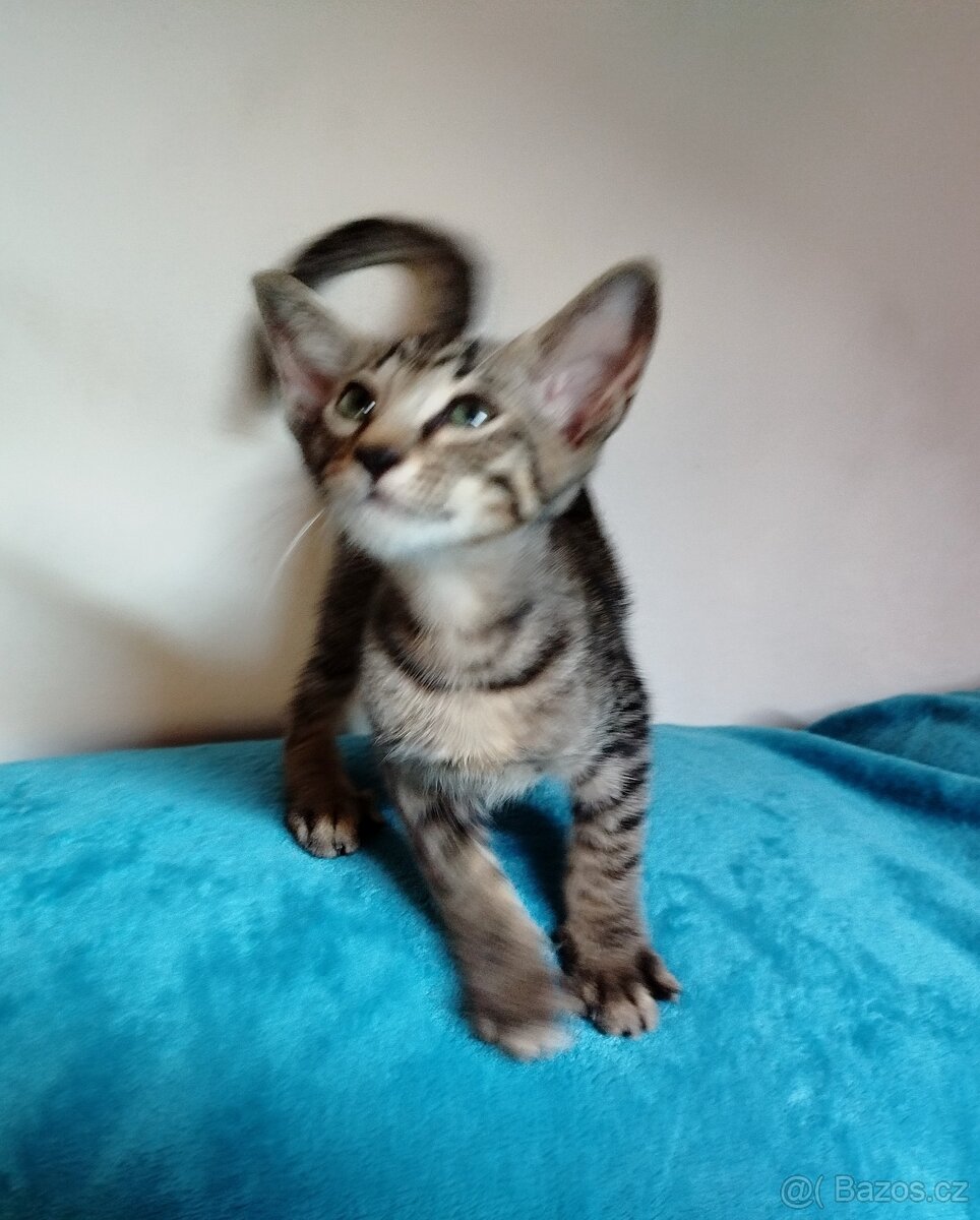Orientální koťata - 3