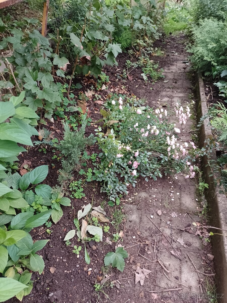 Růže,thuje,skalniky,vrbu,rybizy - 3