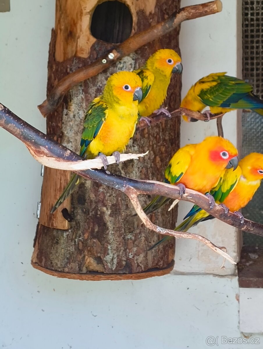 Prodám mláďata Aratinga sluneční - 3