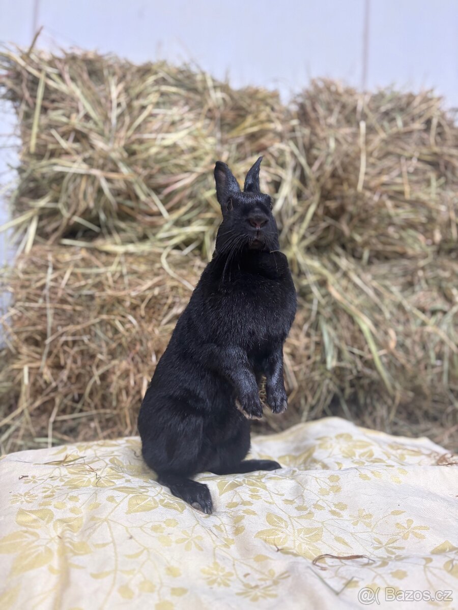 Zakrslý králík s pp - Pocahontas - 3