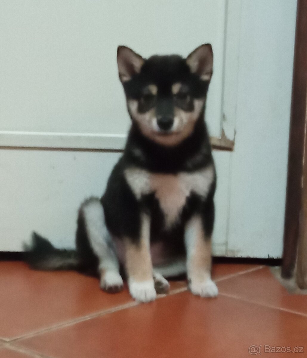 Shiba inu štěňata jen fenky. - 3