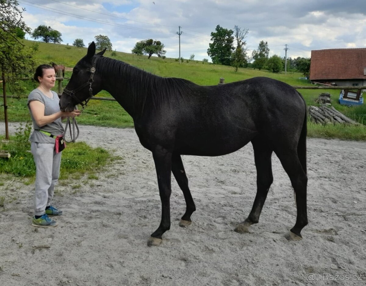 Klisna moravský teplokrevník - 3