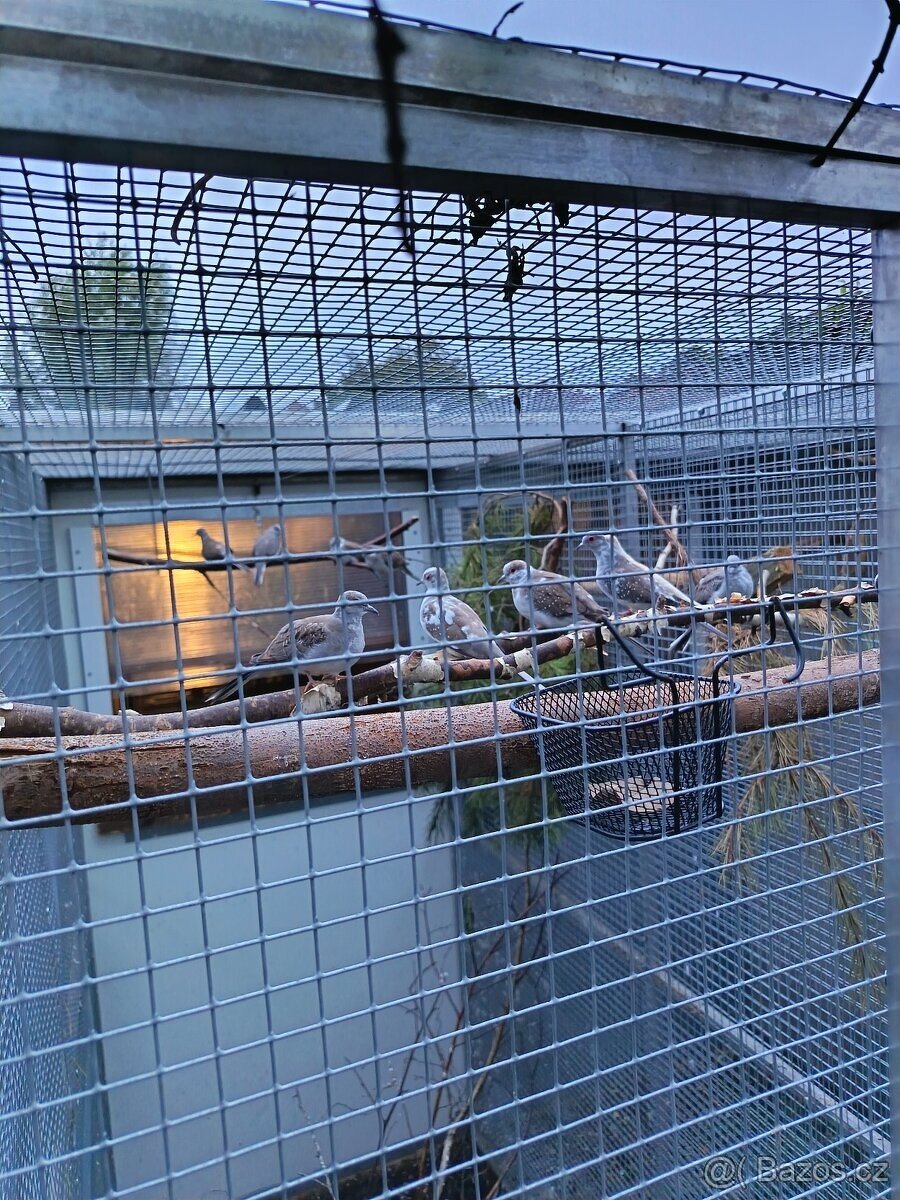 Holoubek diamantový straka - 3