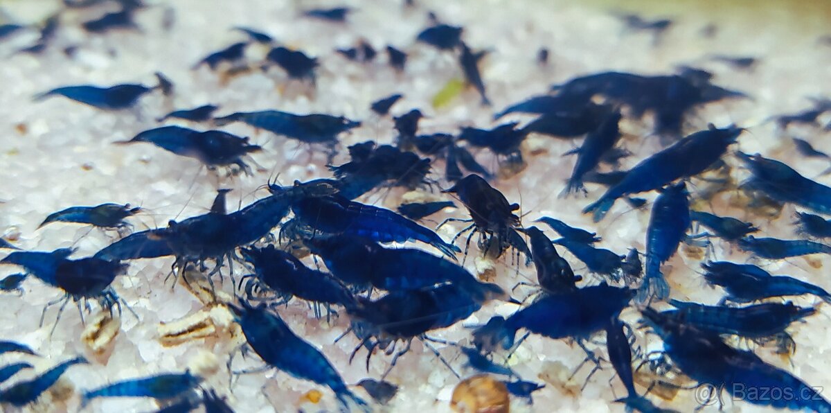 Krevetky Neocaridina a Caridina - 3