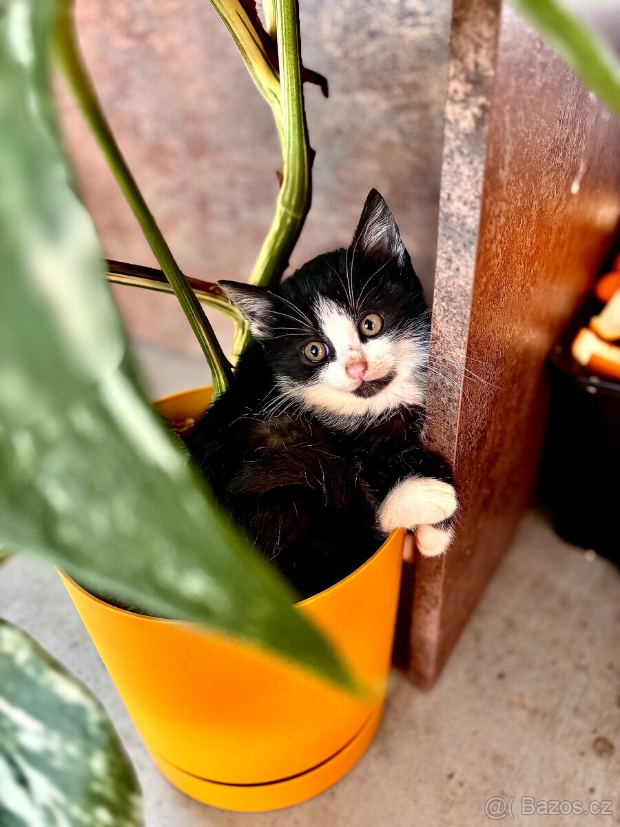 Daruji kocourka - 3