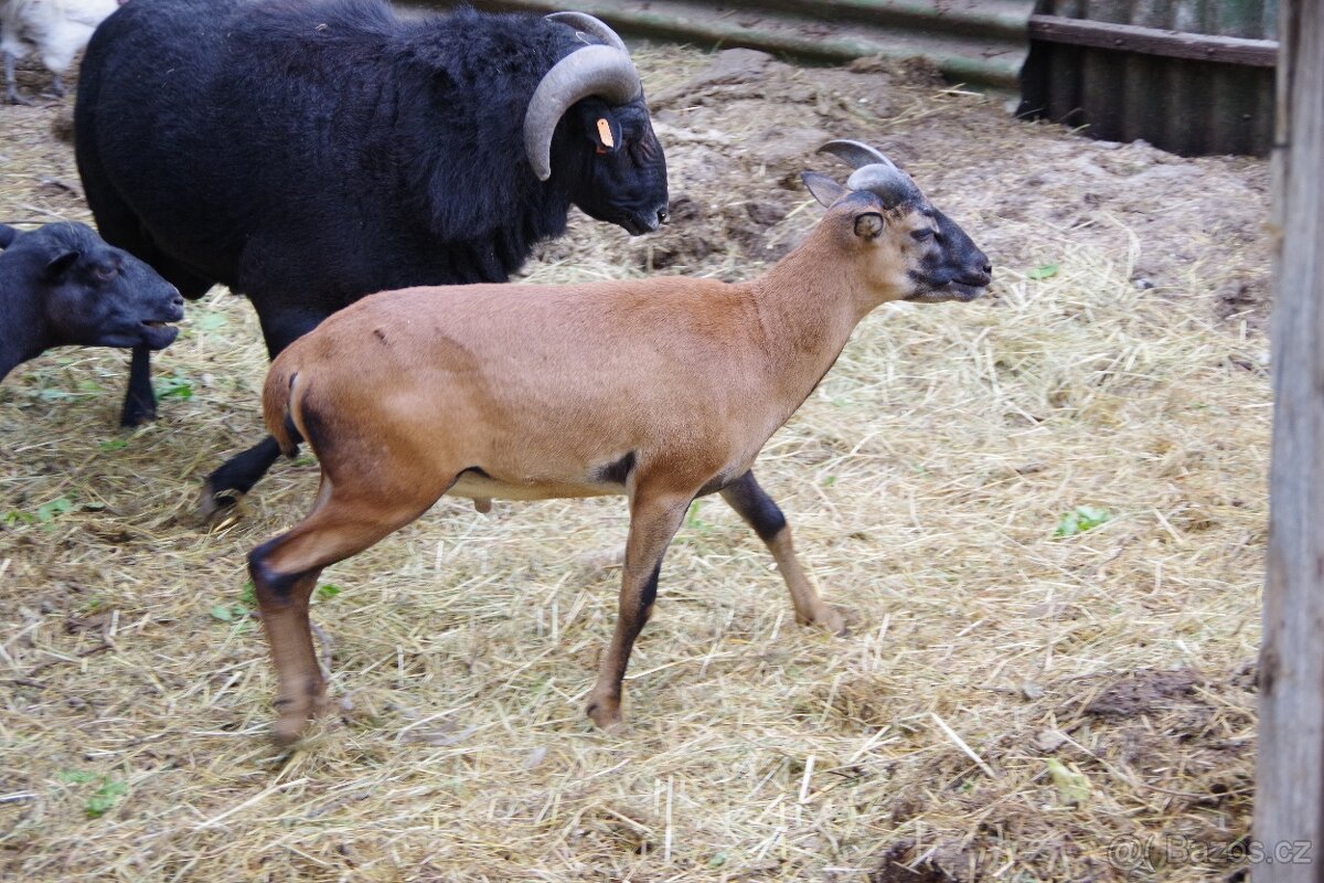 Kamerunská ovce s jehňaty - 3
