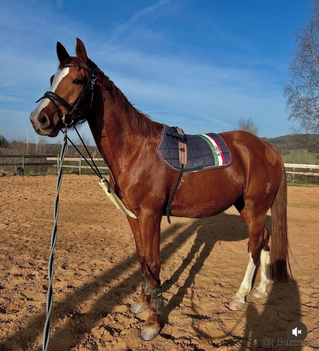 Líbivý, charakterní valach - 3