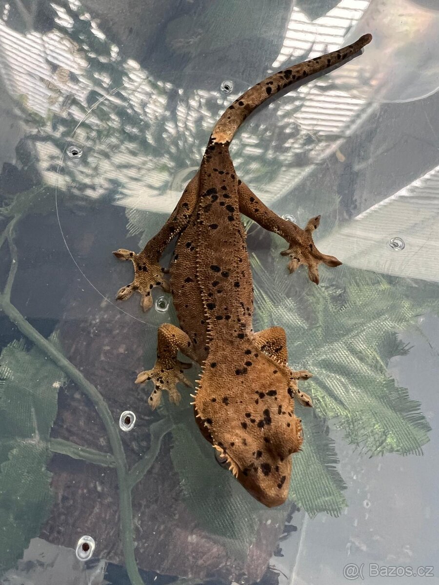 Pagekon řasnatý- Correlophus ciliatus - 3