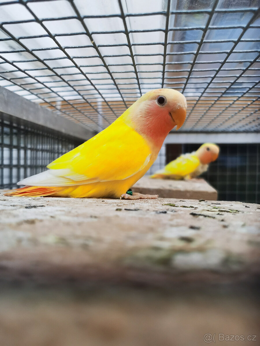 Agapornis růžohrdlý lutino s DNA - 3