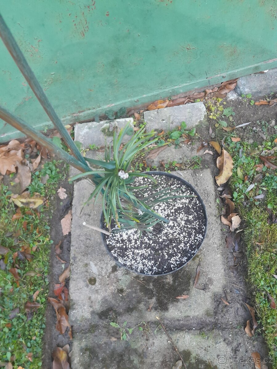 Wollemia nobilis - 3letý řízek, rostlina 60cm - 3