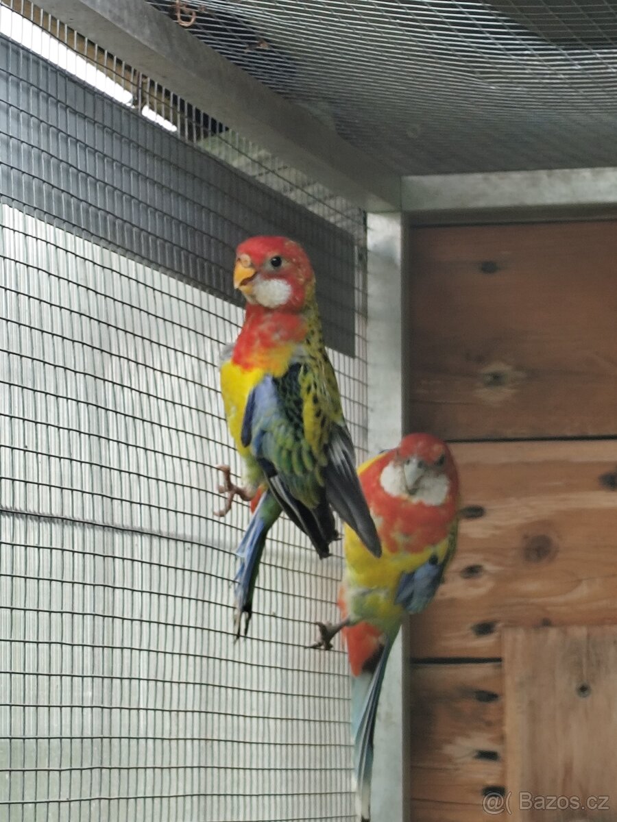 Rozela Pestrá - 3