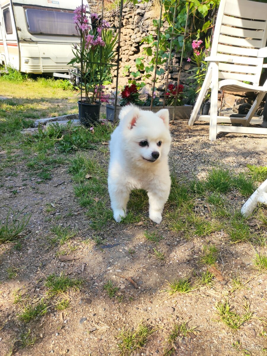 Fenka trpasličí špic - 3