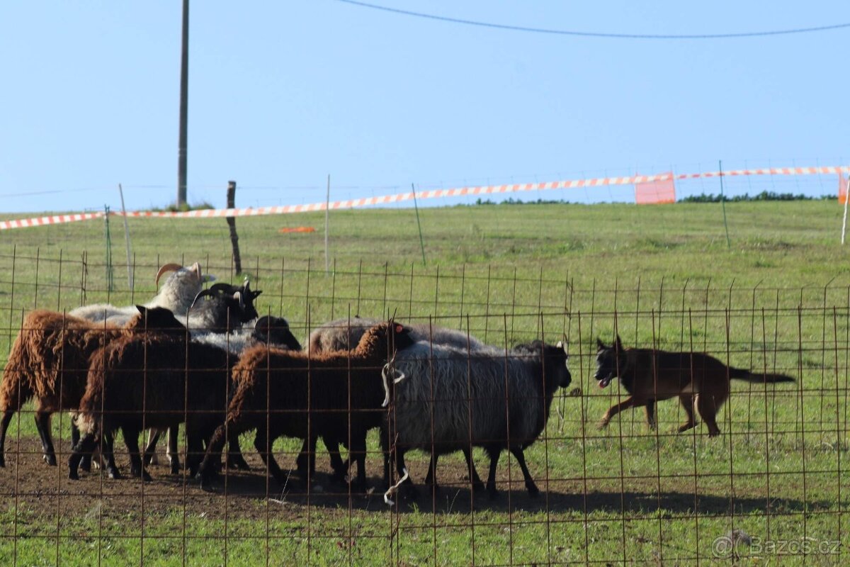 Belgický ovčák malinois - 3