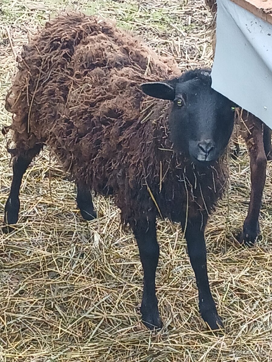 Prodám loňské beránky - 3