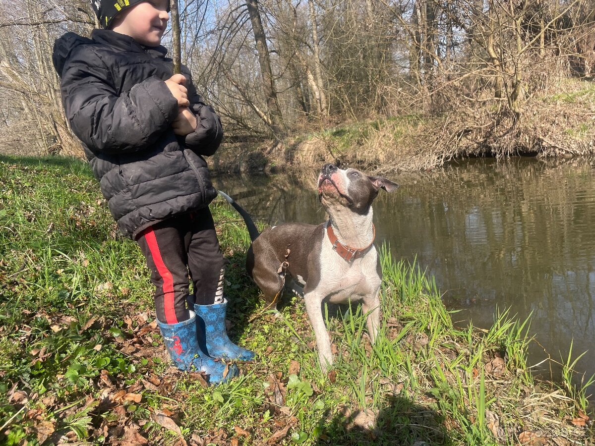 Americký stafordširský teriér - 3