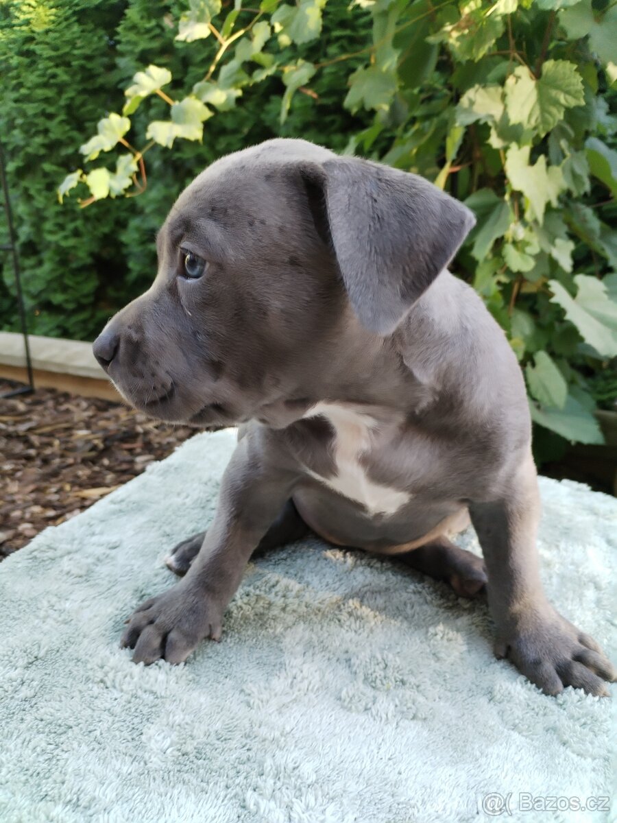 American Bully XL s PP - 3