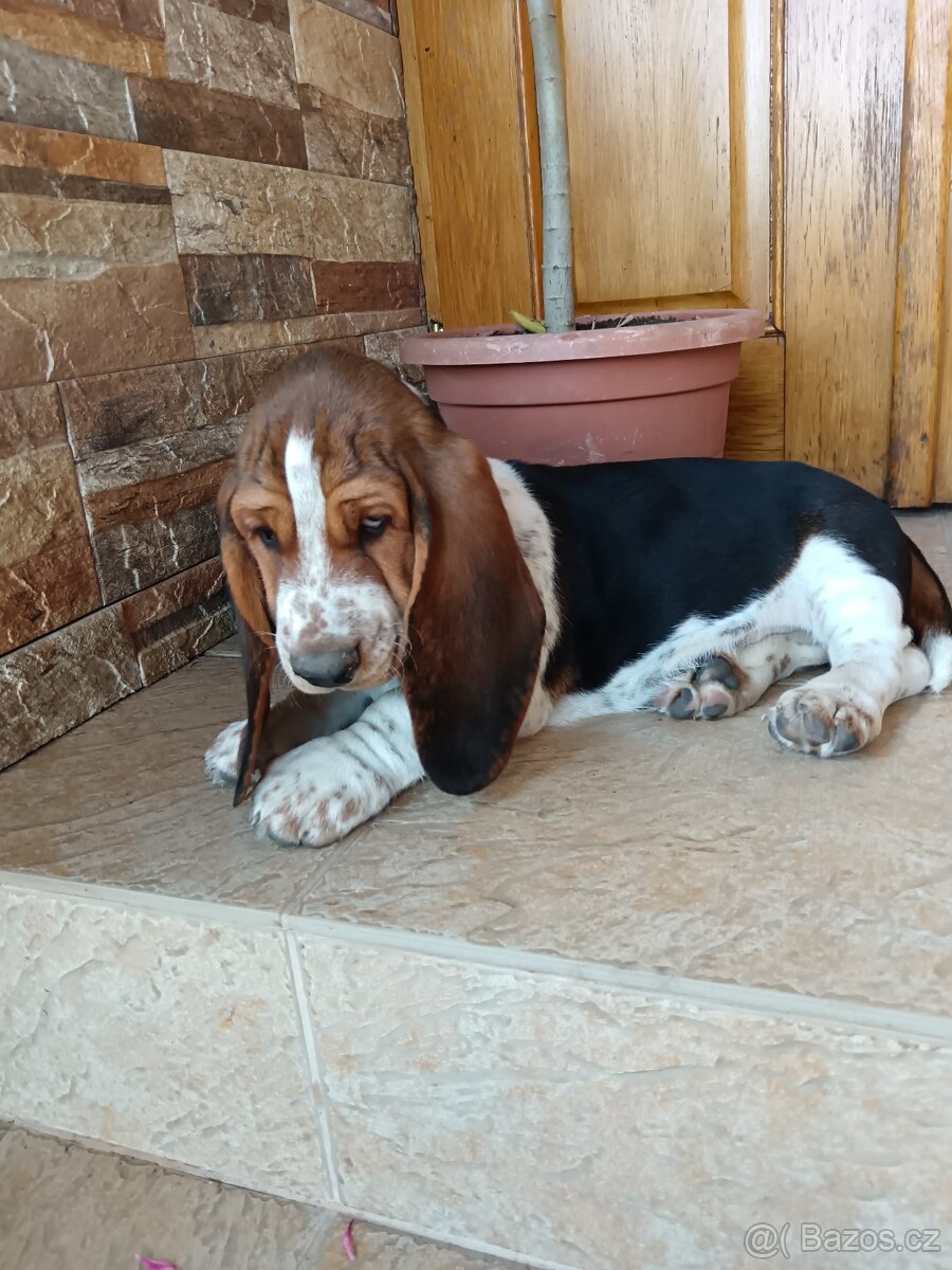 Basset - 3