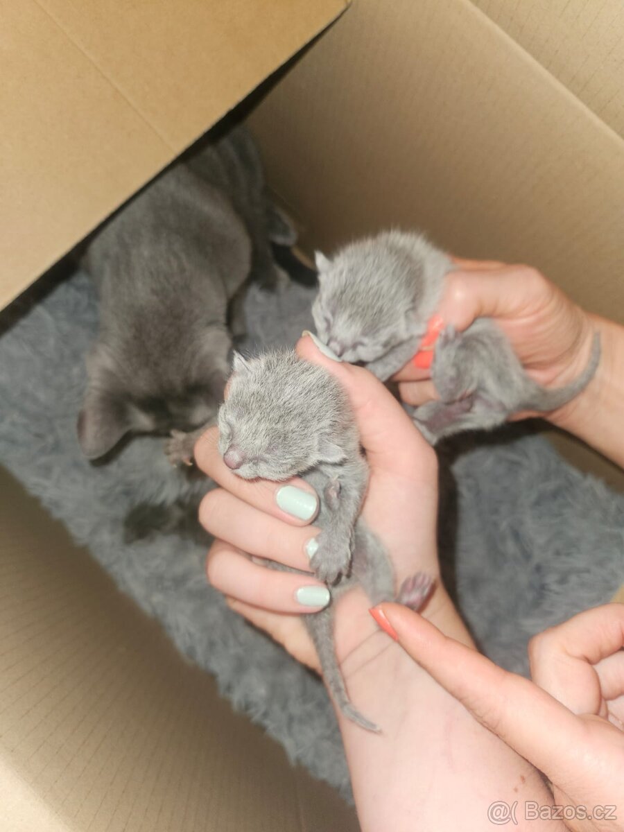 Ruská modrá koťata - 3