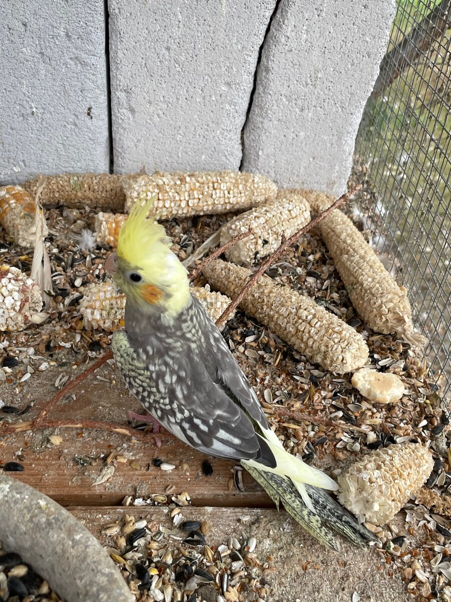 Korela - papoušek na ochočení - 3