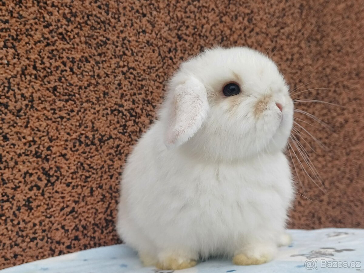 ★MiniLop Králíčci s odběrem na Vánoce ★ - 3