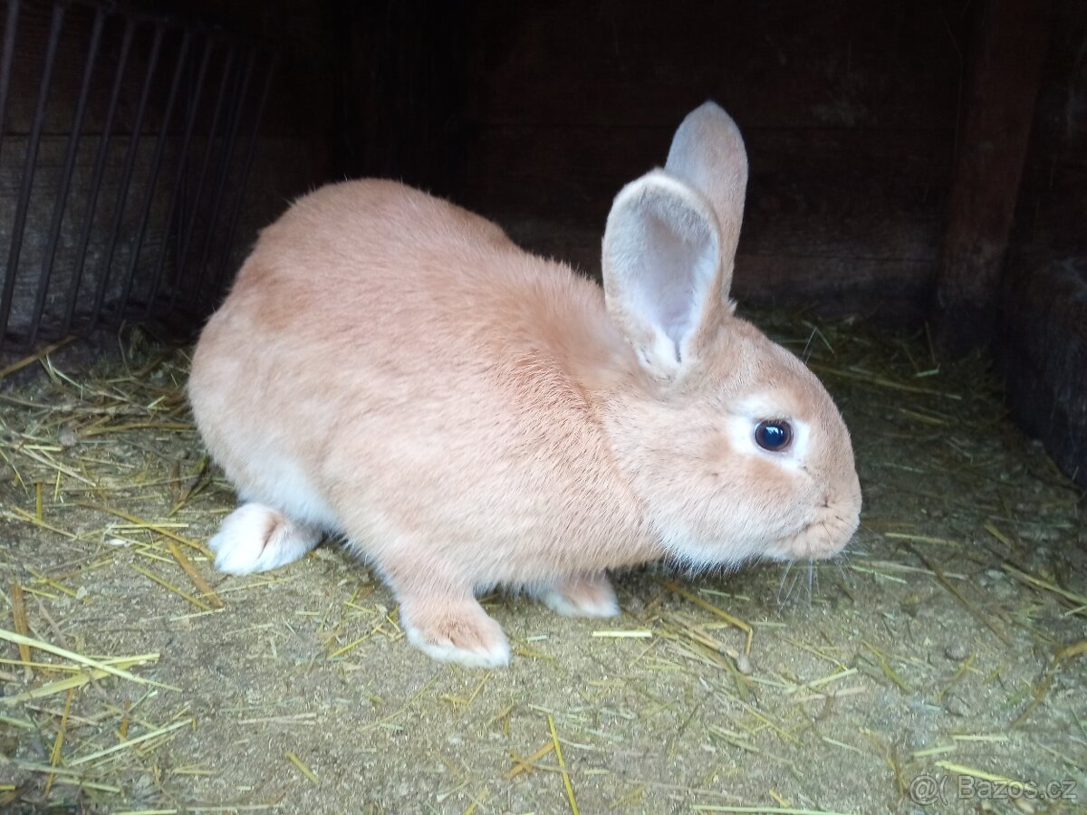 Samičky kříženci - 3