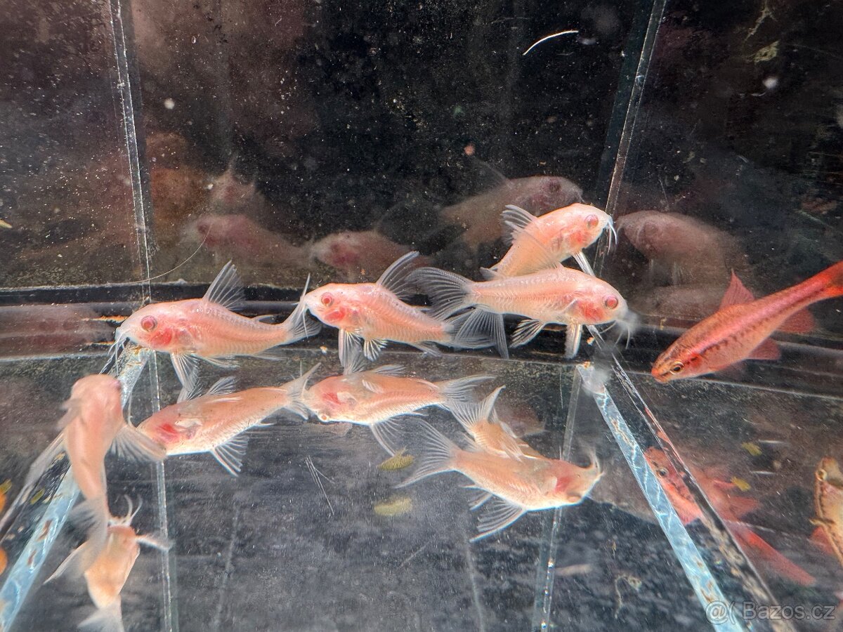 Akvarijní rybky - 3