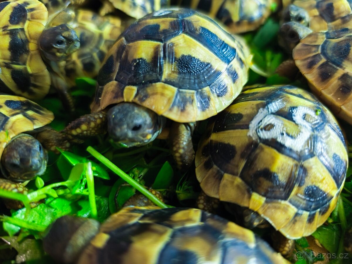 Želva suchozemská - zelenavá, vroubená - 3