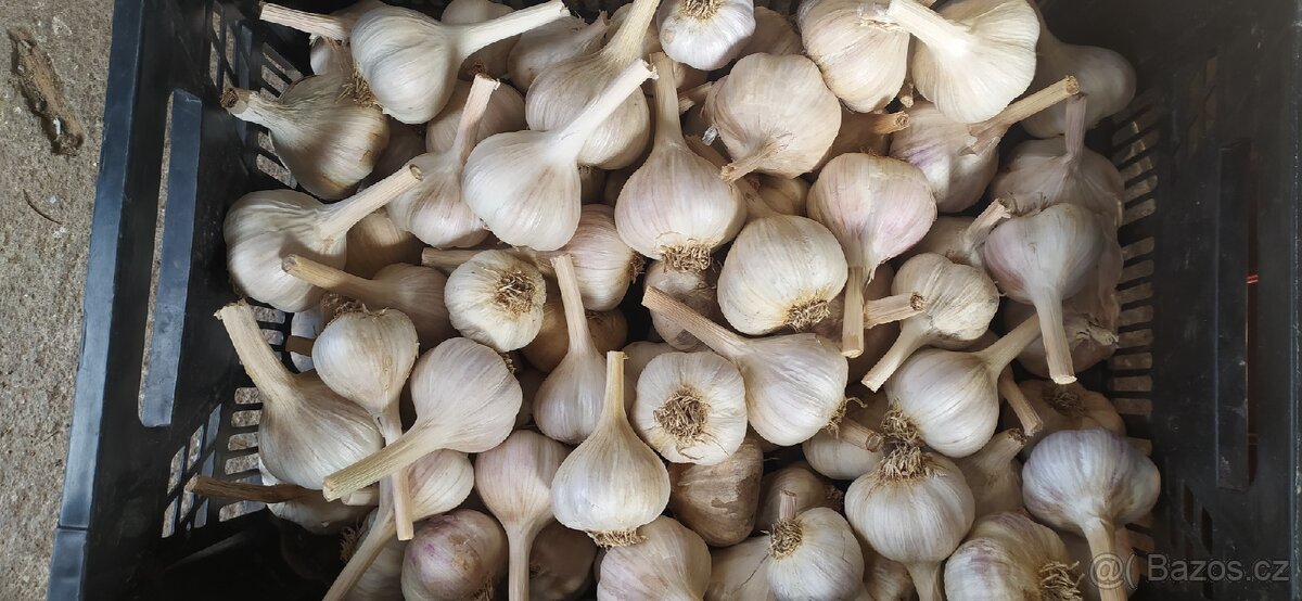 Česnek - 3