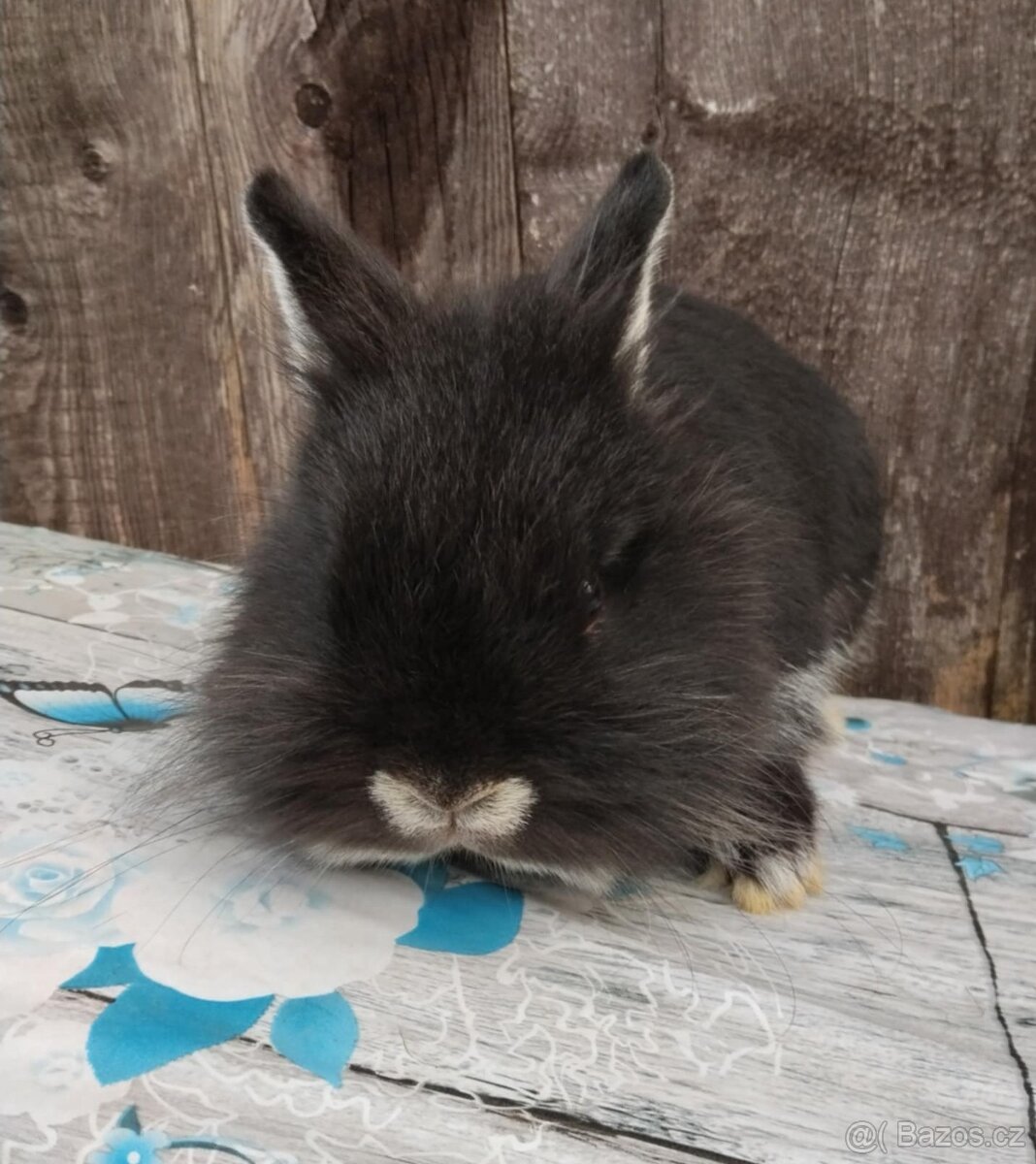 Zakrslý králíček bez PP sameček Flop - 3