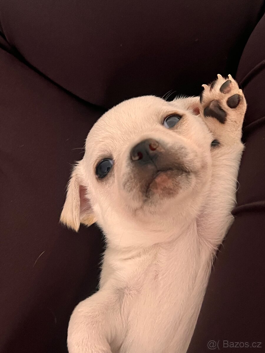 Čivava krátkosrstá - 3