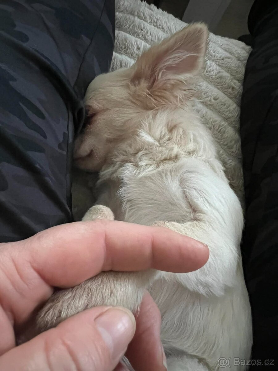 ČIVAVA štěňátka s pp - pejsek - 3