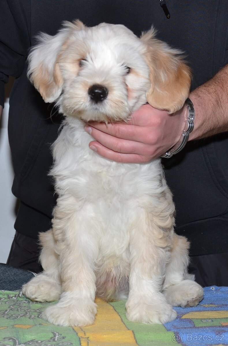 Tibetský teriér - 3