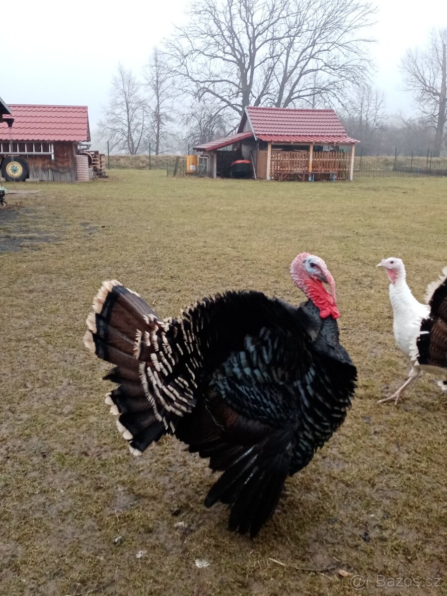 Krocan krůty česká - 3