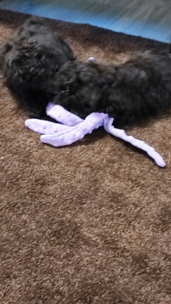 Pudl trpasličí černý a hnědý s P.P. - 3