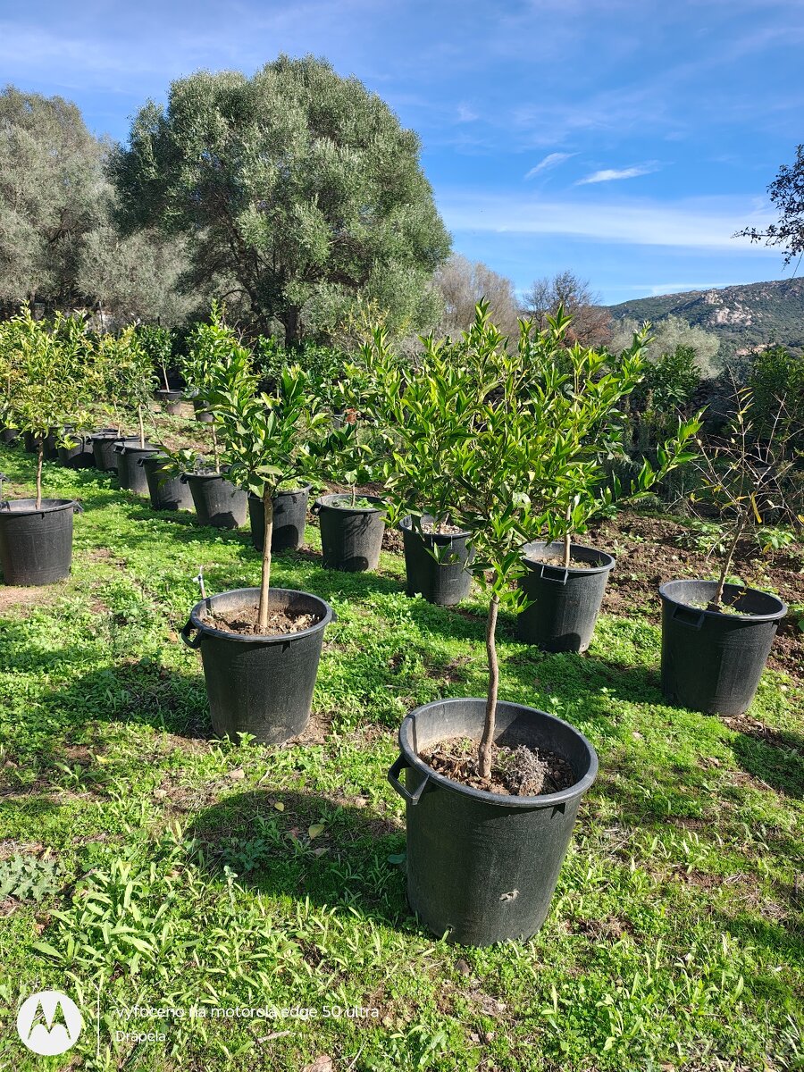 Citrusy v květináči, pomeranče, citróny, mandarinky - 3