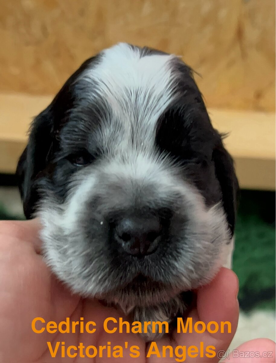 Anglický kokršpaněl s PP - 3