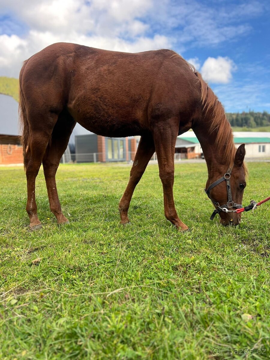 QH hřebeček - ranch linie - 3