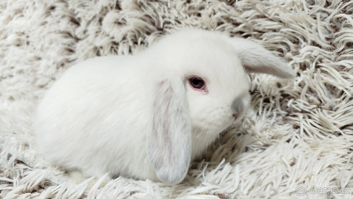 Zakrslý beránek, králíček, králík - MOLLY A MATEO - 3