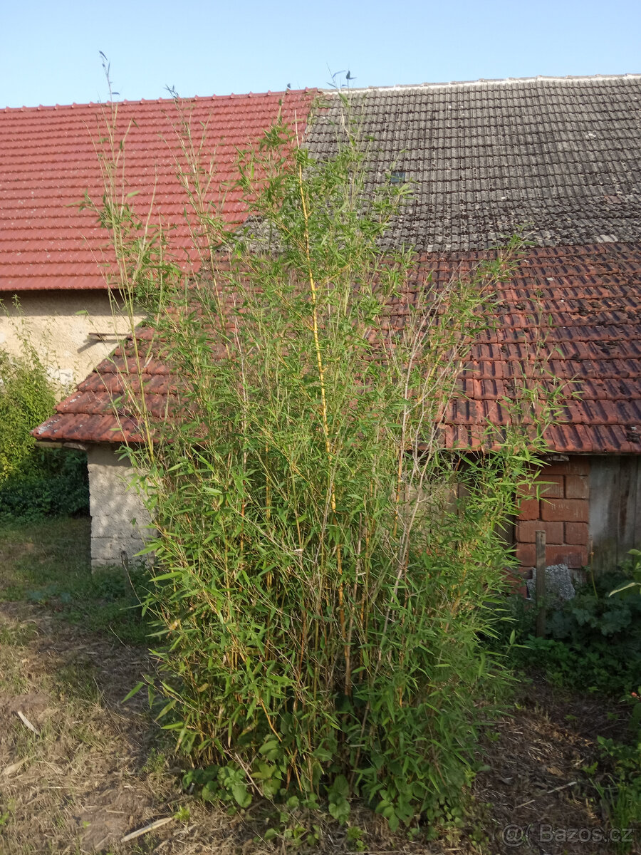 BAMBUSY - odkopky několika kultivarů- - - viz text a fota - 3