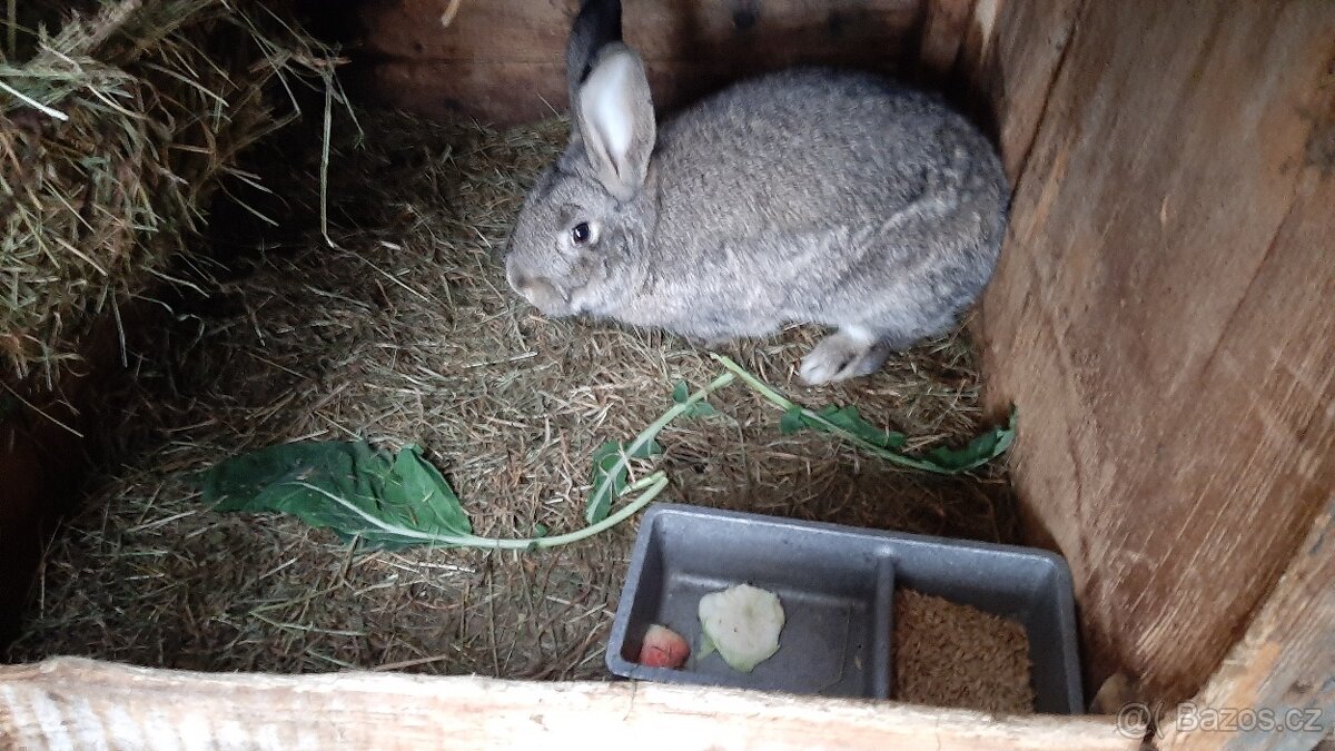 Králíci na chov - 3
