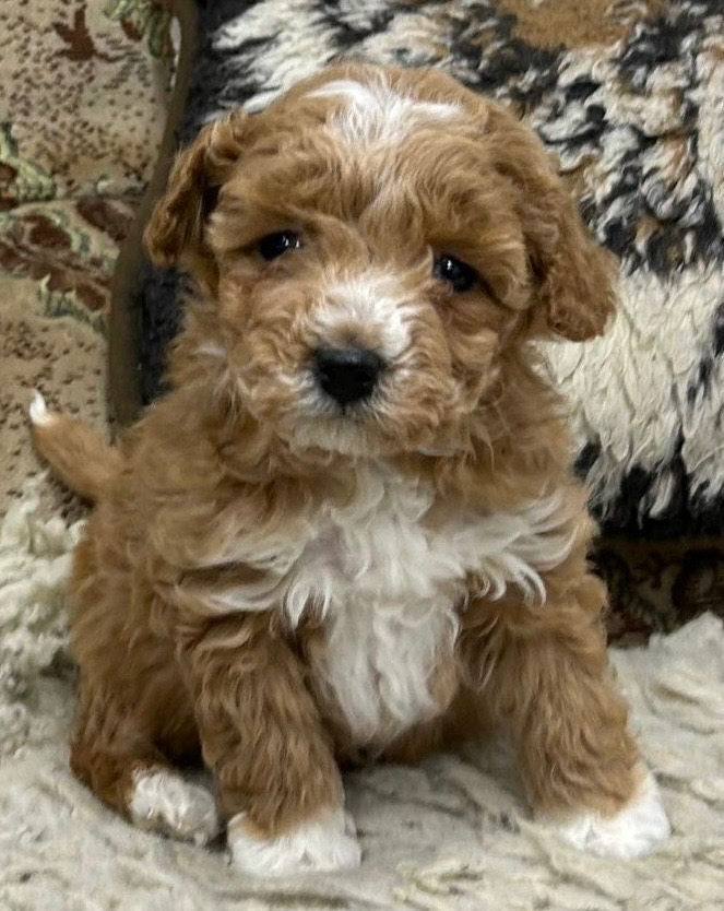 Maltipoo - 3