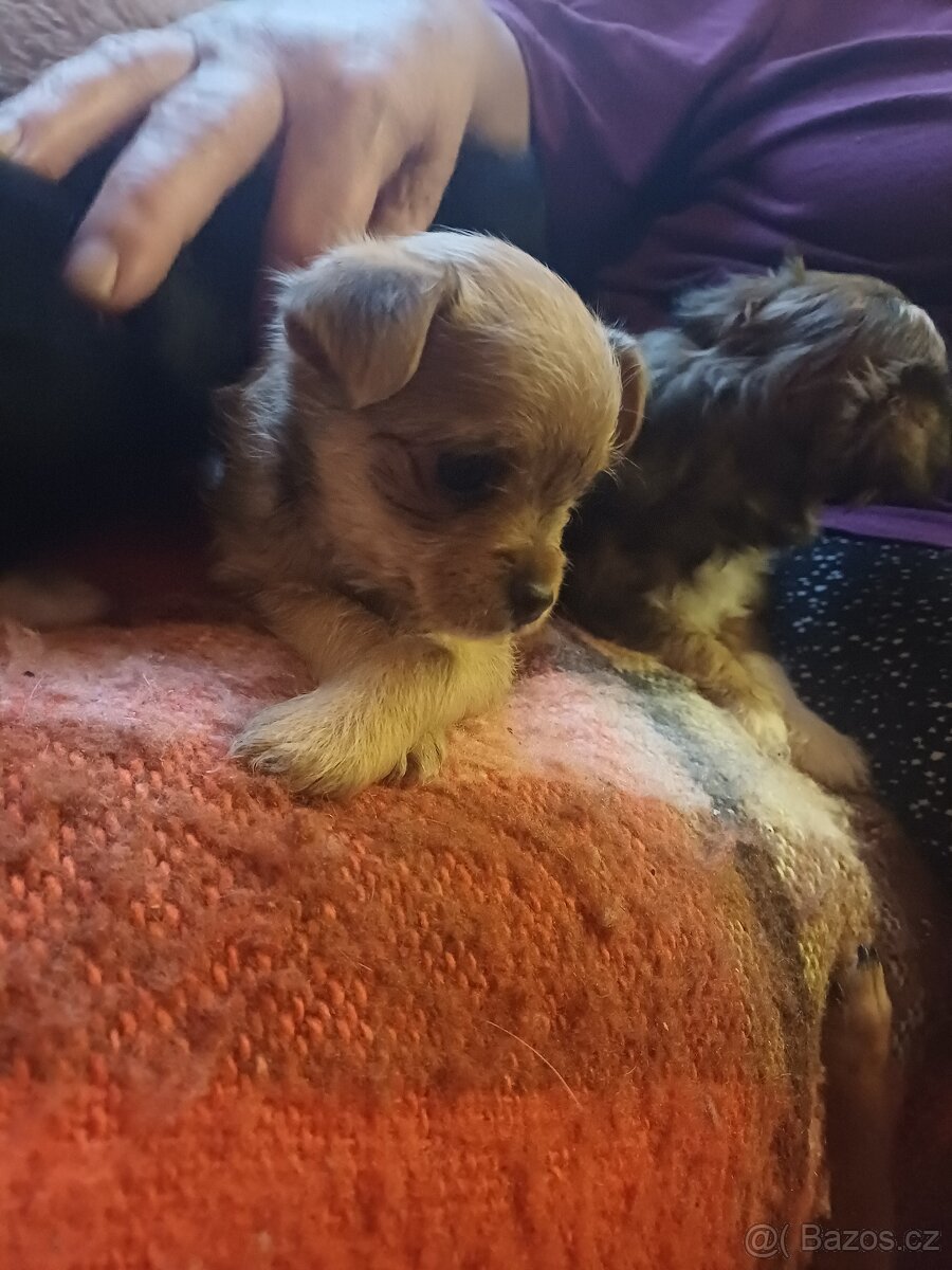 Štěňátka - 3