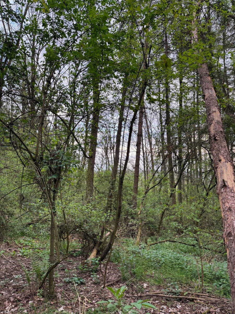 Prodám lesní pozemky v k.ú. Přeštěnice - 3